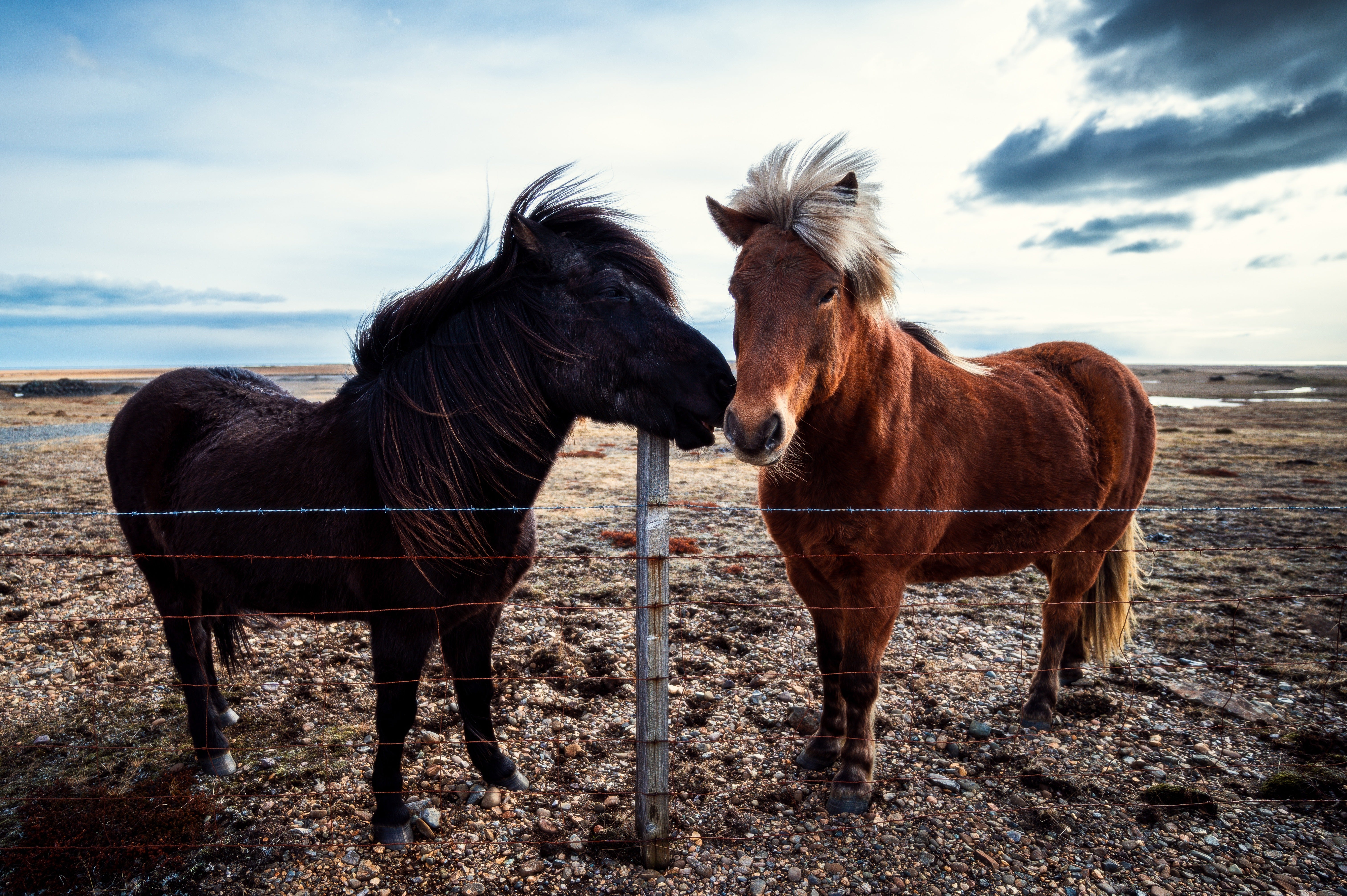 Horse Affection Poster