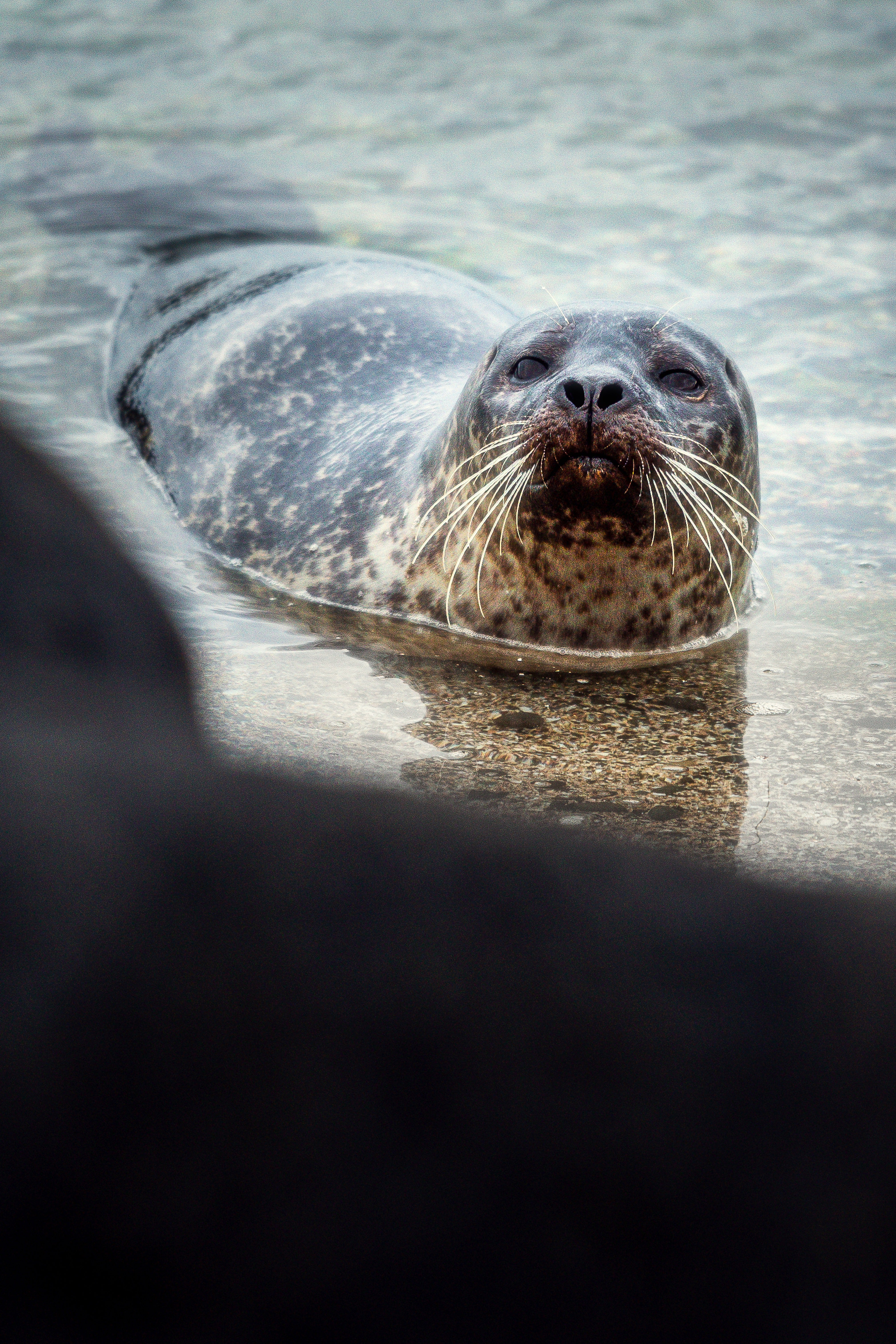 Seal Poster