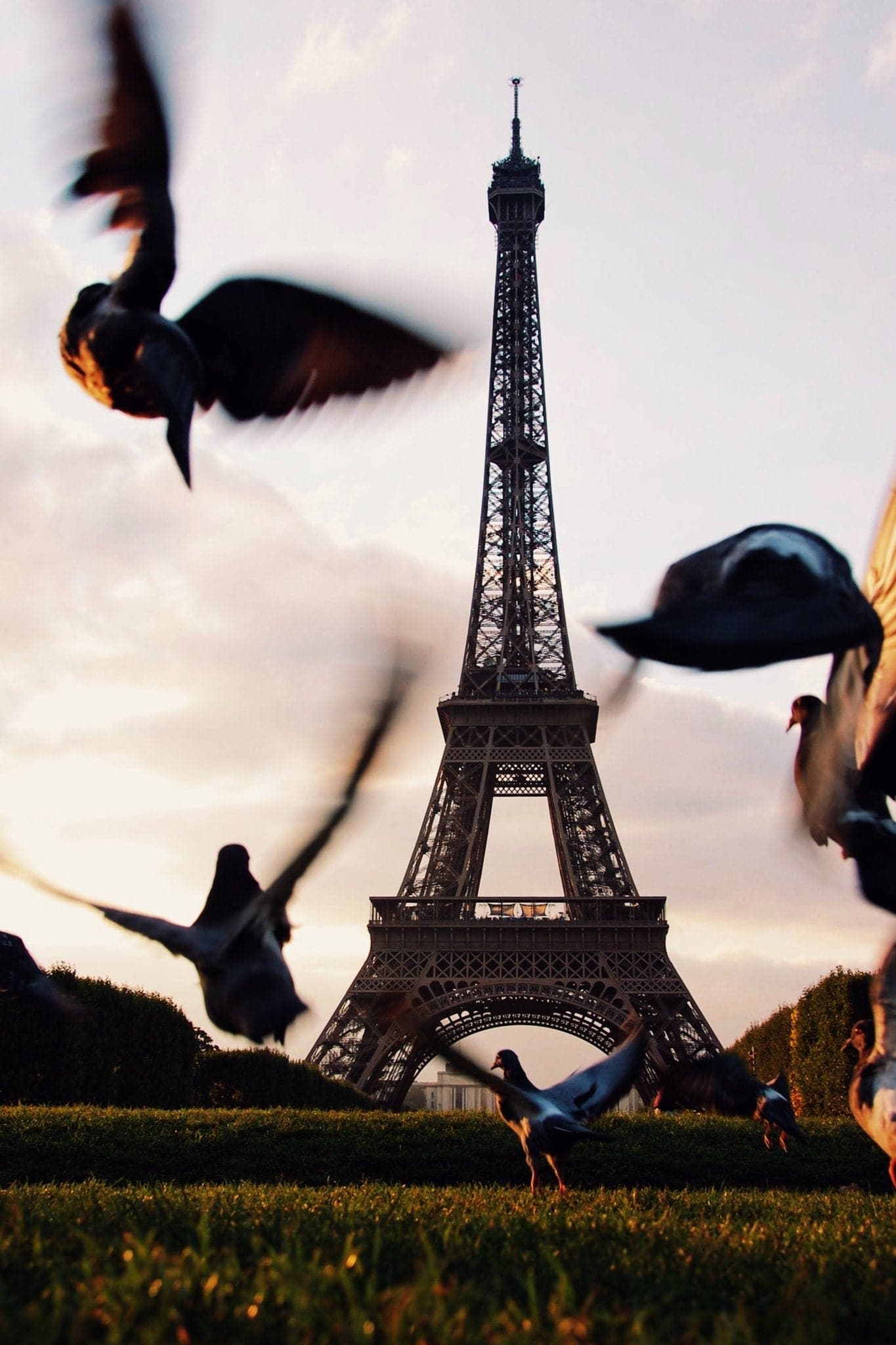 Eiffel Tower 'Birds' Poster - Posters Plug
